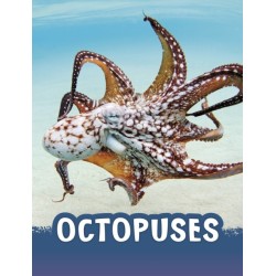 Octopuses