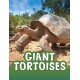 Giant Tortoises