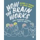 How the Brain Works: What Psychology Students Need to Know