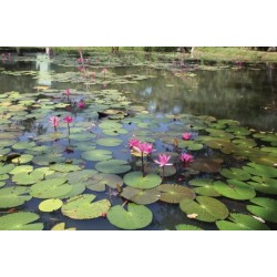 Gardens of Sri Lanka: 2000 Years of Garden and Landscape Design Tradition