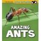 Amazing Ants
