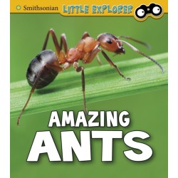 Amazing Ants