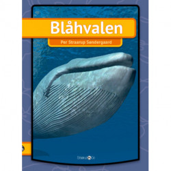 Blåhvalen