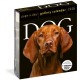 Dog Page-A-Day® Gallery Calendar 2026: An Elegant Canine Celebration