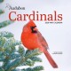 Audubon Cardinals Mini Wall Calendar 2026