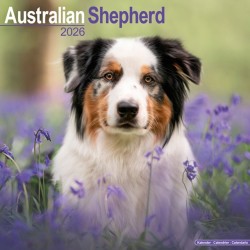 Australian Shepherd Calendar 2026  Square Dog Breed Wall Calendar - 16 Month