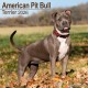 American Pit Bull Terrier Calendar 2026  Square Dog Breed Wall Calendar - 16 Month