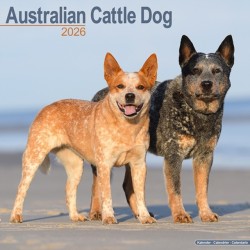 Australian Cattle Dog Calendar 2026  Square Dog Breed Wall Calendar - 16 Month
