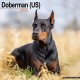 Doberman (Us) Calendar 2026  Square Dog Breed Wall Calendar - 16 Month