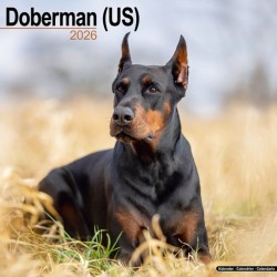 Doberman (Us) Calendar 2026  Square Dog Breed Wall Calendar - 16 Month