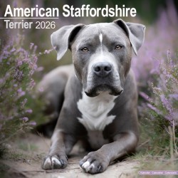 American Staffordshire Terrier Calendar 2026  Square Dog Breed Wall Calendar - 16 Month