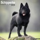 Schipperke Calendar 2026  Square Dog Breed Wall Calendar - 16 Month
