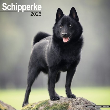Schipperke Calendar 2026  Square Dog Breed Wall Calendar - 16 Month