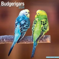 Budgerigars Calendar 2026  Square Bird Wall Calendar - 16 Month