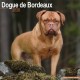 Dogue De Bordeaux Calendar 2026  Square Dog Breed Wall Calendar - 16 Month