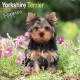 Yorkshire Terrier Puppies Calendar 2026  Square Dog Puppy Breed Wall Calendar - 16 Month