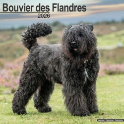 Bouvier Des Flandres (Euro) Calendar 2026  Square Dog Breed Wall Calendar - 16 Month