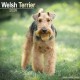 Welsh Terrier Calendar 2026  Square Dog Breed Wall Calendar - 16 Month