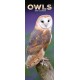 Owls Slim Calendar 2026  Bird Slimline Calendar - 12 Month