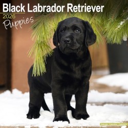 Black Labrador Puppies Calendar 2026  Square Dog Puppy Breed Wall Calendar - 16 Month