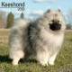 Keeshond Calendar 2026  Square Dog Breed Wall Calendar - 16 Month