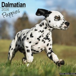 Dalmatian Puppies Calendar 2026  Square Dog Puppy Breed Wall Calendar - 16 Month