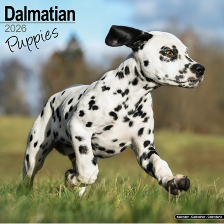 Dalmatian Puppies Calendar 2026  Square Dog Puppy Breed Wall Calendar - 16 Month