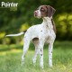 Pointer  Calendar 2026  Square Dog Breed Wall Calendar - 16 Month