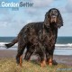 Gordon Setter Calendar 2026  Square Dog Breed Wall Calendar - 16 Month