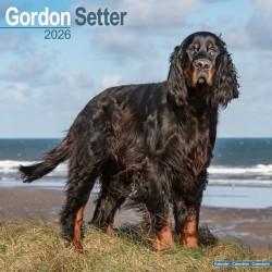 Gordon Setter Calendar 2026  Square Dog Breed Wall Calendar - 16 Month