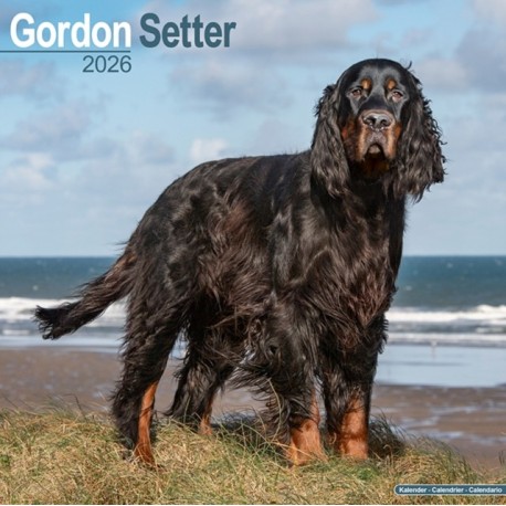 Gordon Setter Calendar 2026  Square Dog Breed Wall Calendar - 16 Month