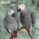 African Greys Calendar 2026  Square Bird Wall Calendar - 16 Month