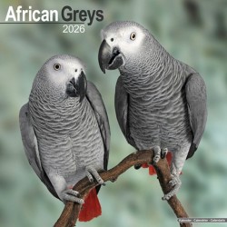 African Greys Calendar 2026  Square Bird Wall Calendar - 16 Month