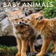 2026 Baby Animals Wall Calendar: Art Wolfe's Wild Lives