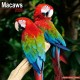 Macaws Calendar 2026  Square Bird Wall Calendar - 16 Month