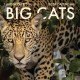 2026 Big Cats Wall Calendar: Art Wolfe's Wild Lives