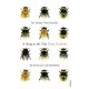 A Sting in the Tale: My Adventures with Bumblebees
