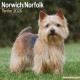 Norwich/Norfolk Terrier Calendar 2026  Square Dog Breed Wall Calendar - 16 Month