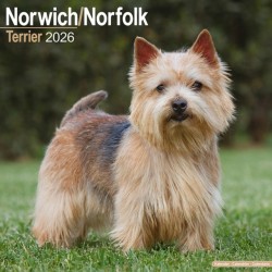 Norwich/Norfolk Terrier Calendar 2026  Square Dog Breed Wall Calendar - 16 Month