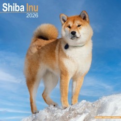 Shiba Inu Calendar 2026  Square Dog Breed Wall Calendar - 16 Month