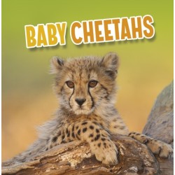 Baby Cheetahs