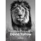 David Yarrow: How I Make Photographs