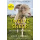 Twelve Sheep: Life lessons from a lambing season
