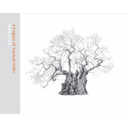 A Legacy of Ancient Oaks