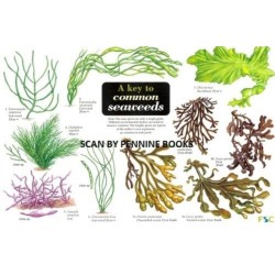 A Key to Common Seaweeds