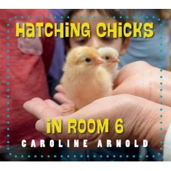 Hatching Chicks in Room 6