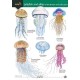 Jellyfish and allies of the British and Irish Coast