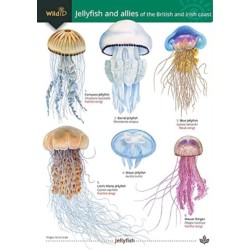 Jellyfish and allies of the British and Irish Coast