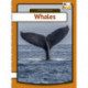 Whales