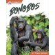 Bonobos